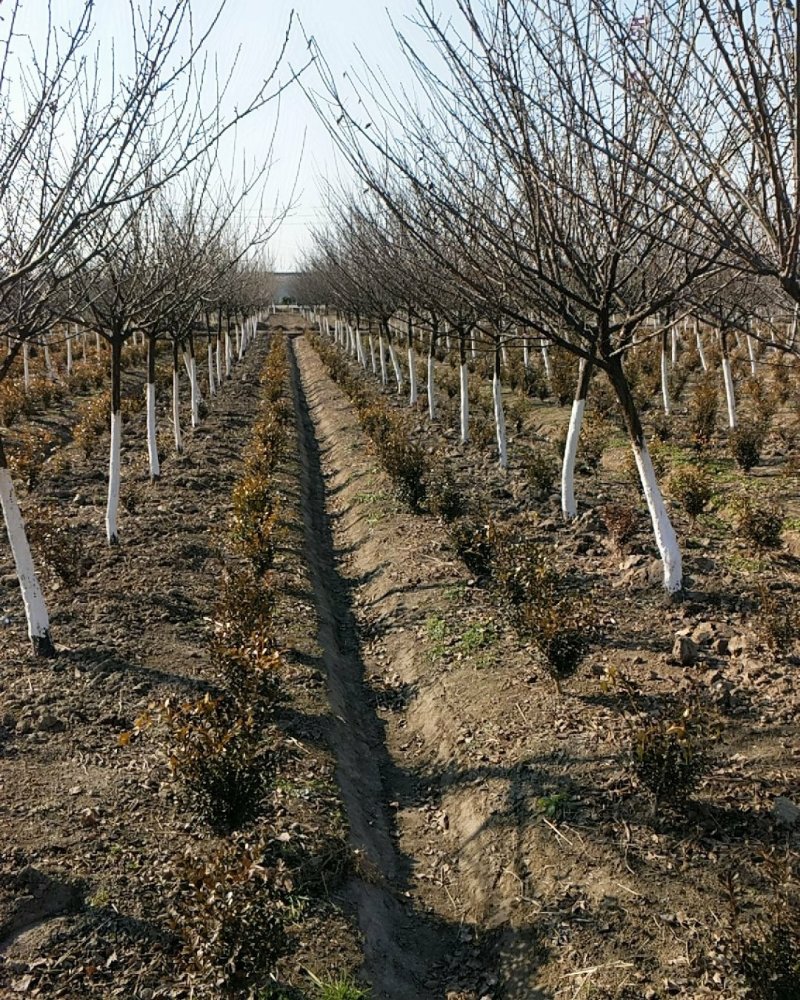 红梅骨里红梅花原生红梅红梅树红梅苗红梅花