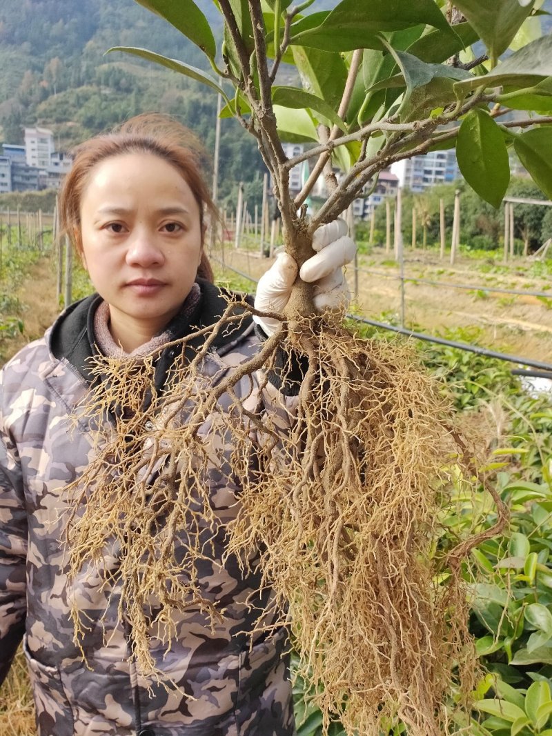 福娜公主甜蜜单细核品种与科学家联手签约收购