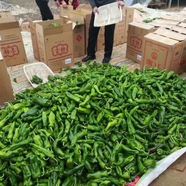 泡椒15~20厘米微辣青