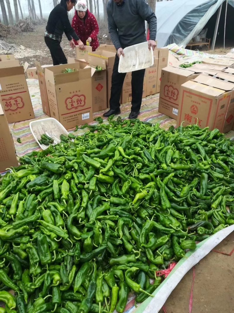 泡椒15~20厘米微辣青
