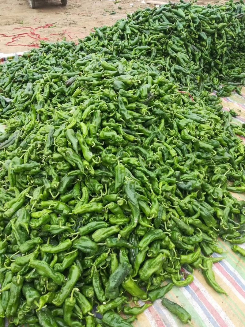 泡椒15~20厘米微辣青