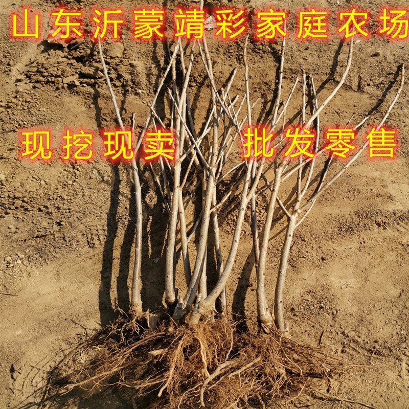 樱桃苗嫁接大樱桃苗南北方种植樱桃树苗包品种包结果