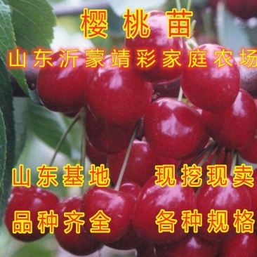 樱桃苗嫁接大樱桃苗南北方种植樱桃树苗包品种包结果