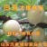樱桃苗嫁接大樱桃苗南北方种植樱桃树苗包品种包结果