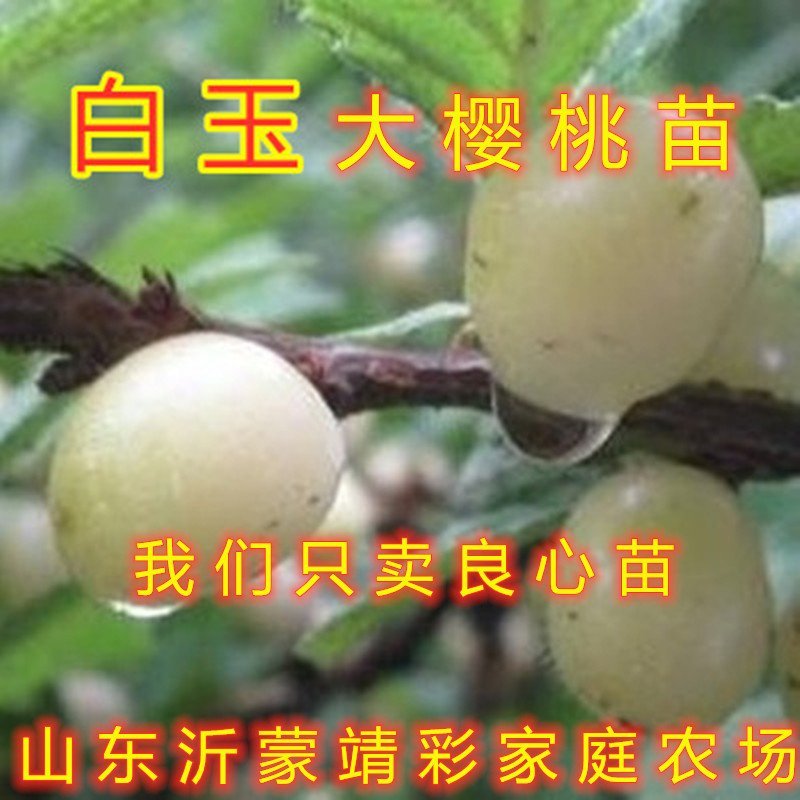 樱桃苗嫁接大樱桃苗南北方种植樱桃树苗包品种包结果