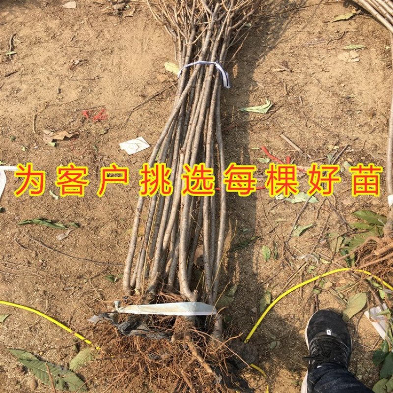 樱桃苗嫁接大樱桃苗南北方种植樱桃树苗包品种包结果