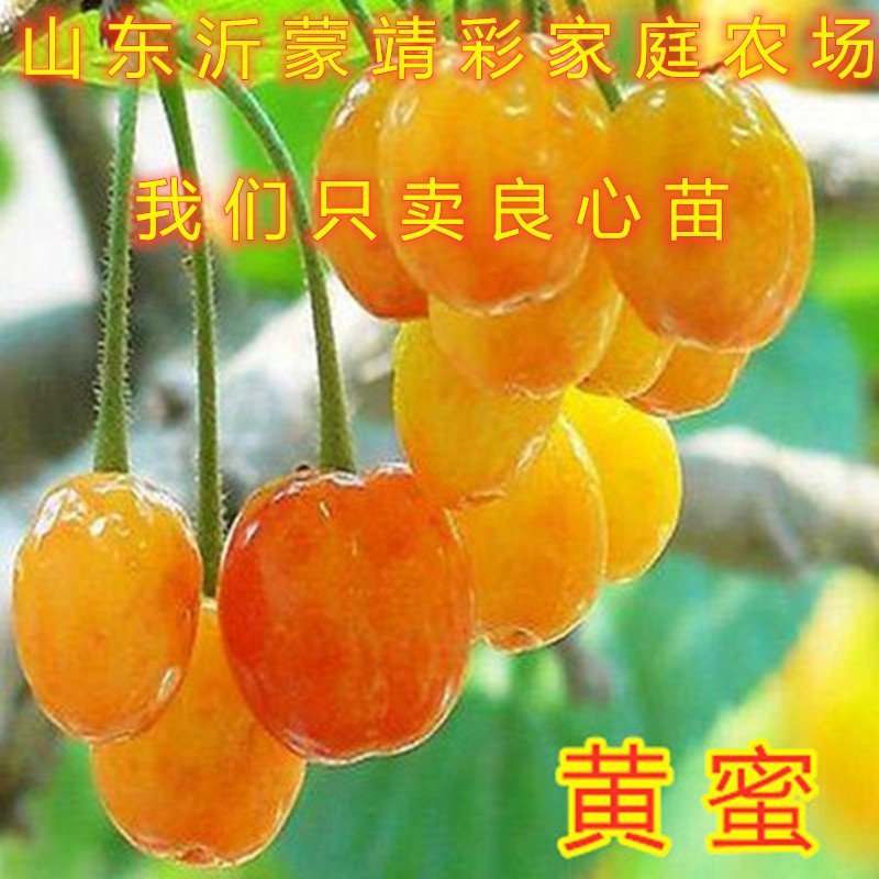 樱桃苗嫁接大樱桃苗南北方种植樱桃树苗包品种包结果