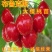 樱桃苗嫁接大樱桃苗南北方种植樱桃树苗包品种包结果