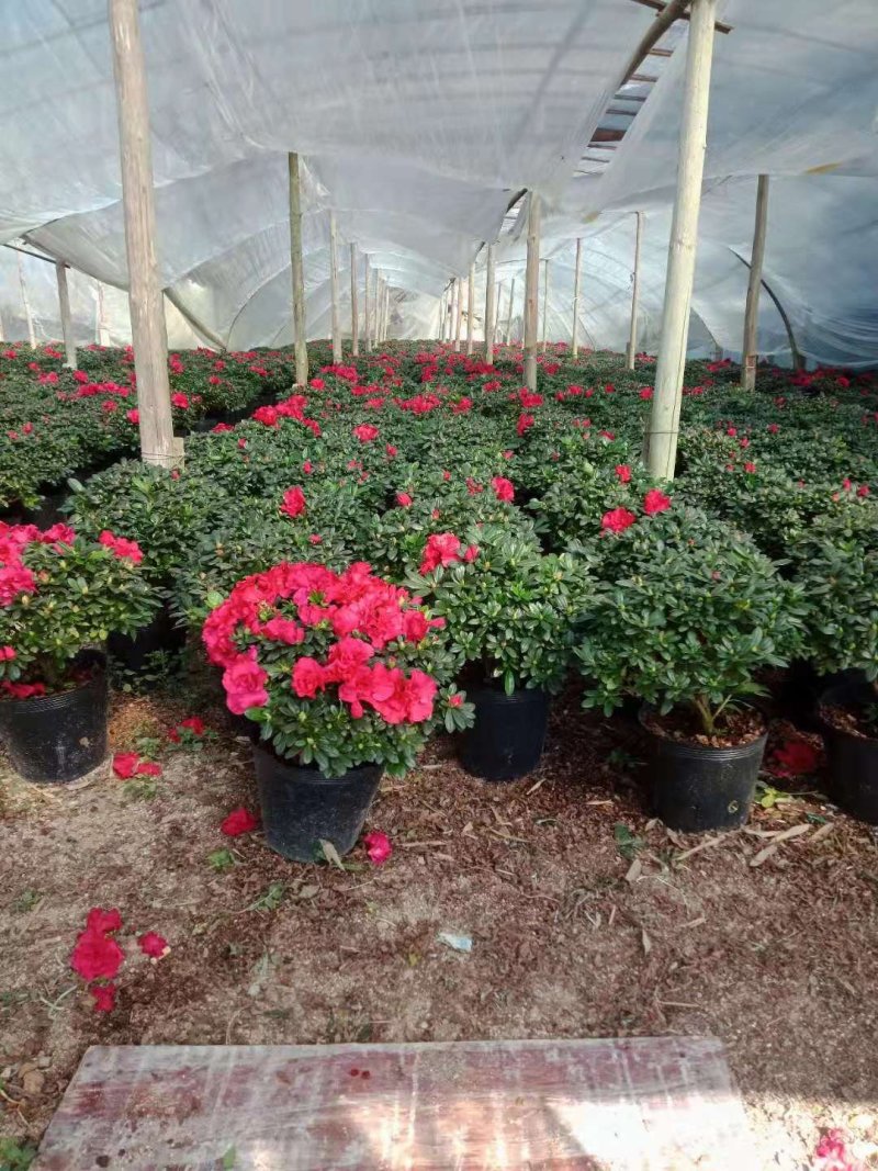 精品23杯梅红杜鹃原装带土发货基地直销大量有货
