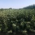 红瑞木：绿化工程苗木红瑞木