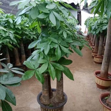 发财树批发零售租摆