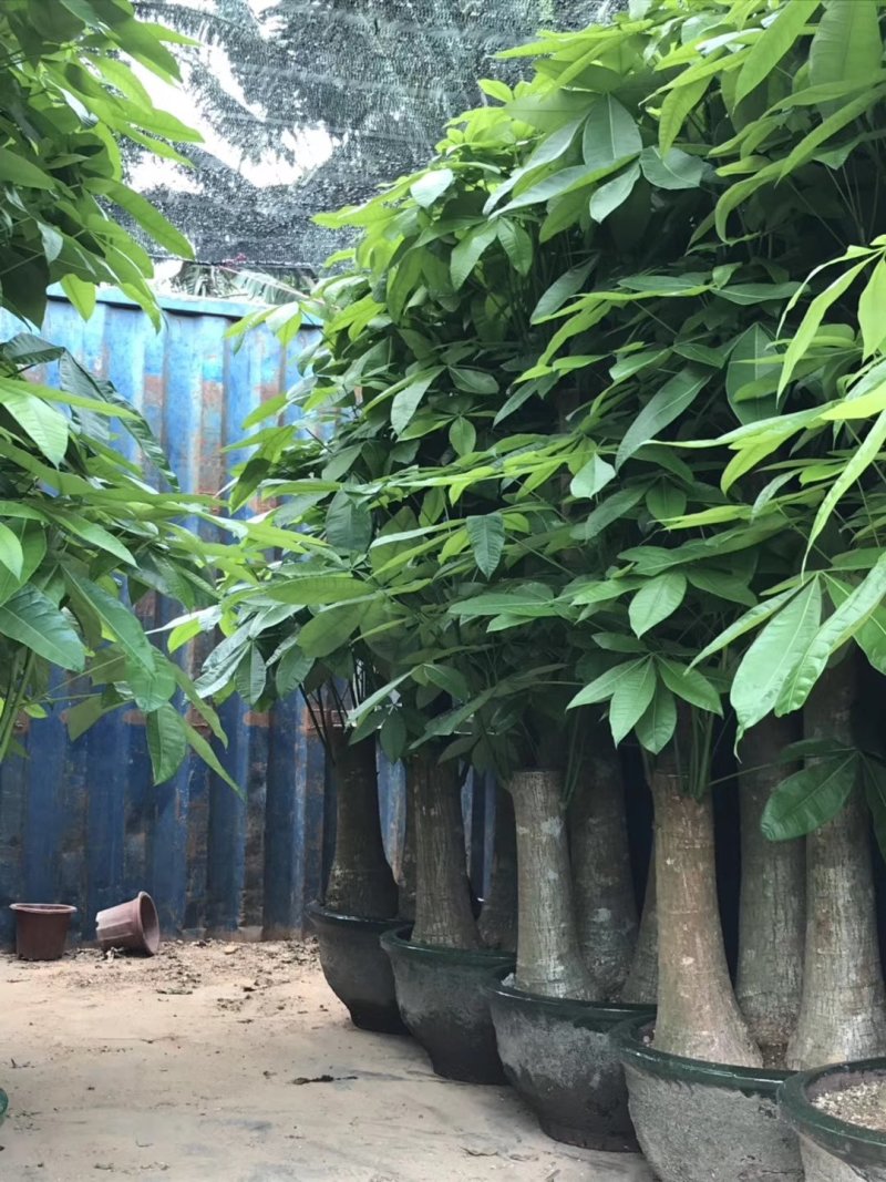 发财树批发零售租摆