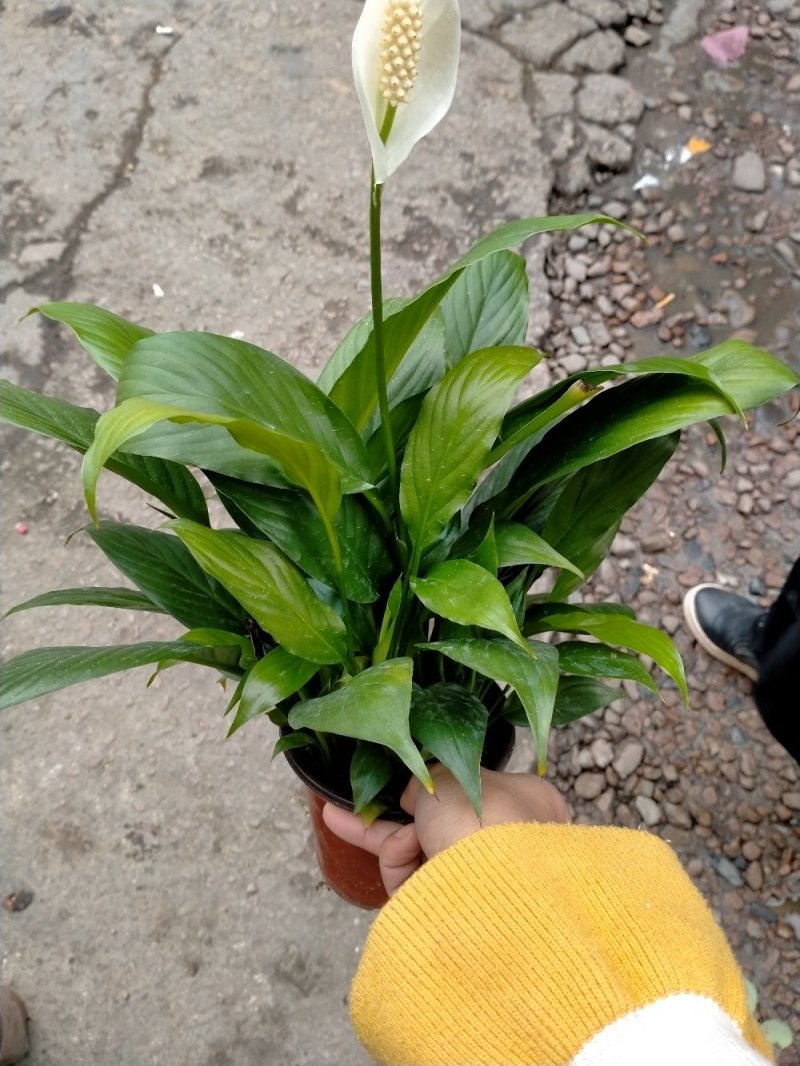 白掌自产自销大量有货又名一帆风顺基地直销