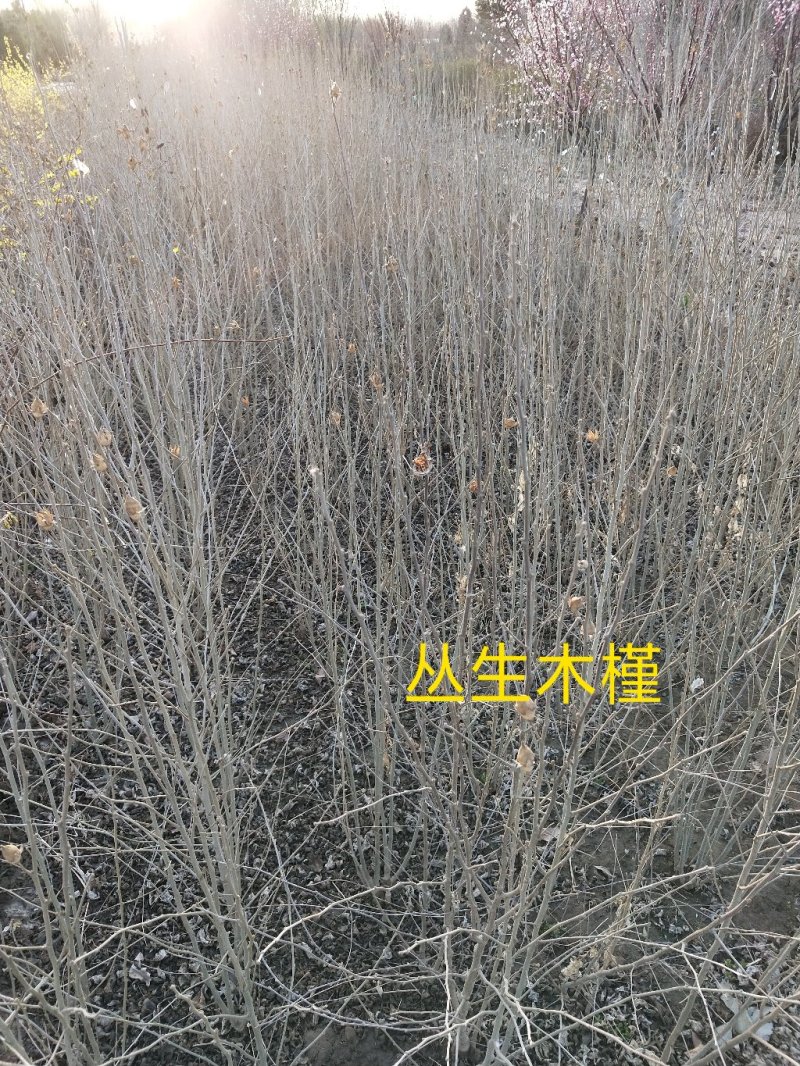 丛生木槿：乔灌木：绿化工程苗木