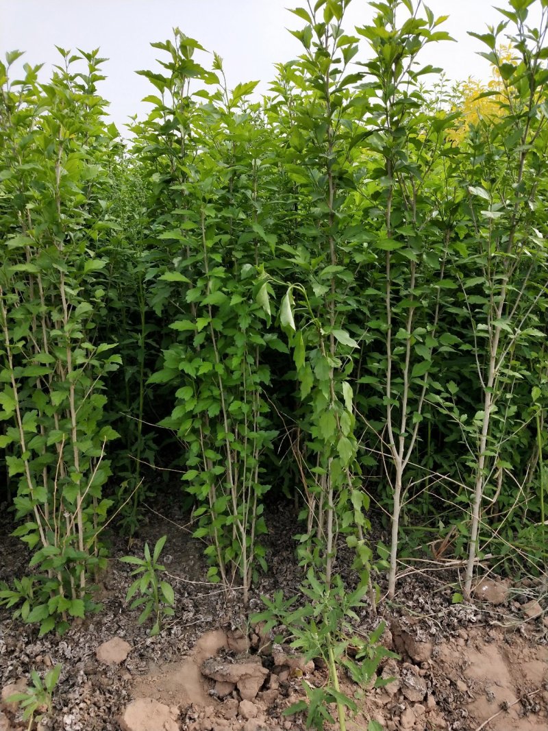 丛生木槿：乔灌木：绿化工程苗木