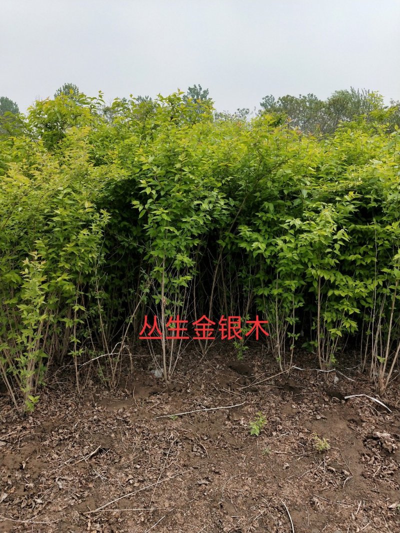 丛生木槿：乔灌木：绿化工程苗木