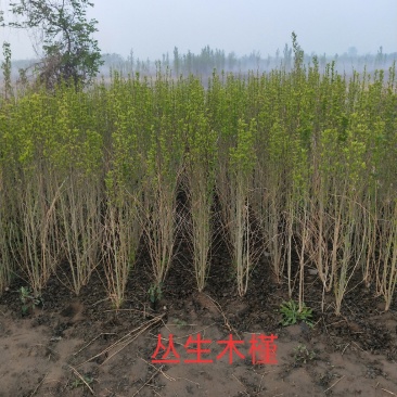 丛生木槿：乔灌木：绿化工程苗木