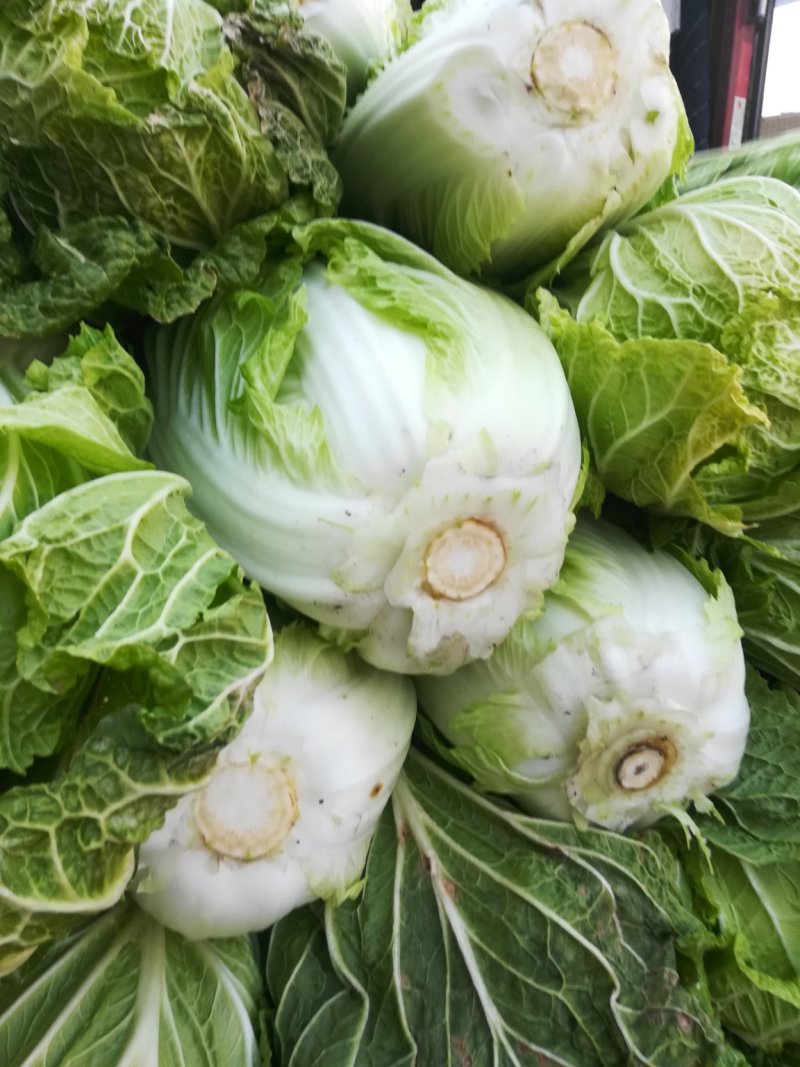 大白菜，义和秋，黄心，（净菜）三至四斤，有货有量欢迎询价