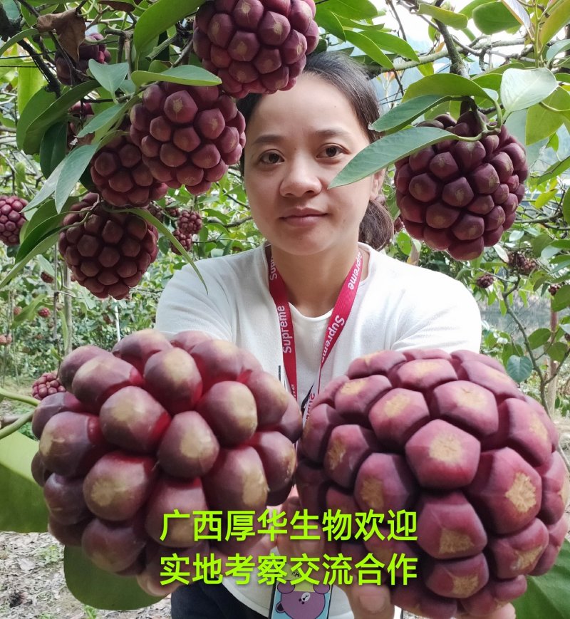 福娜公主甜蜜单细核品种与科学家联手签约收购