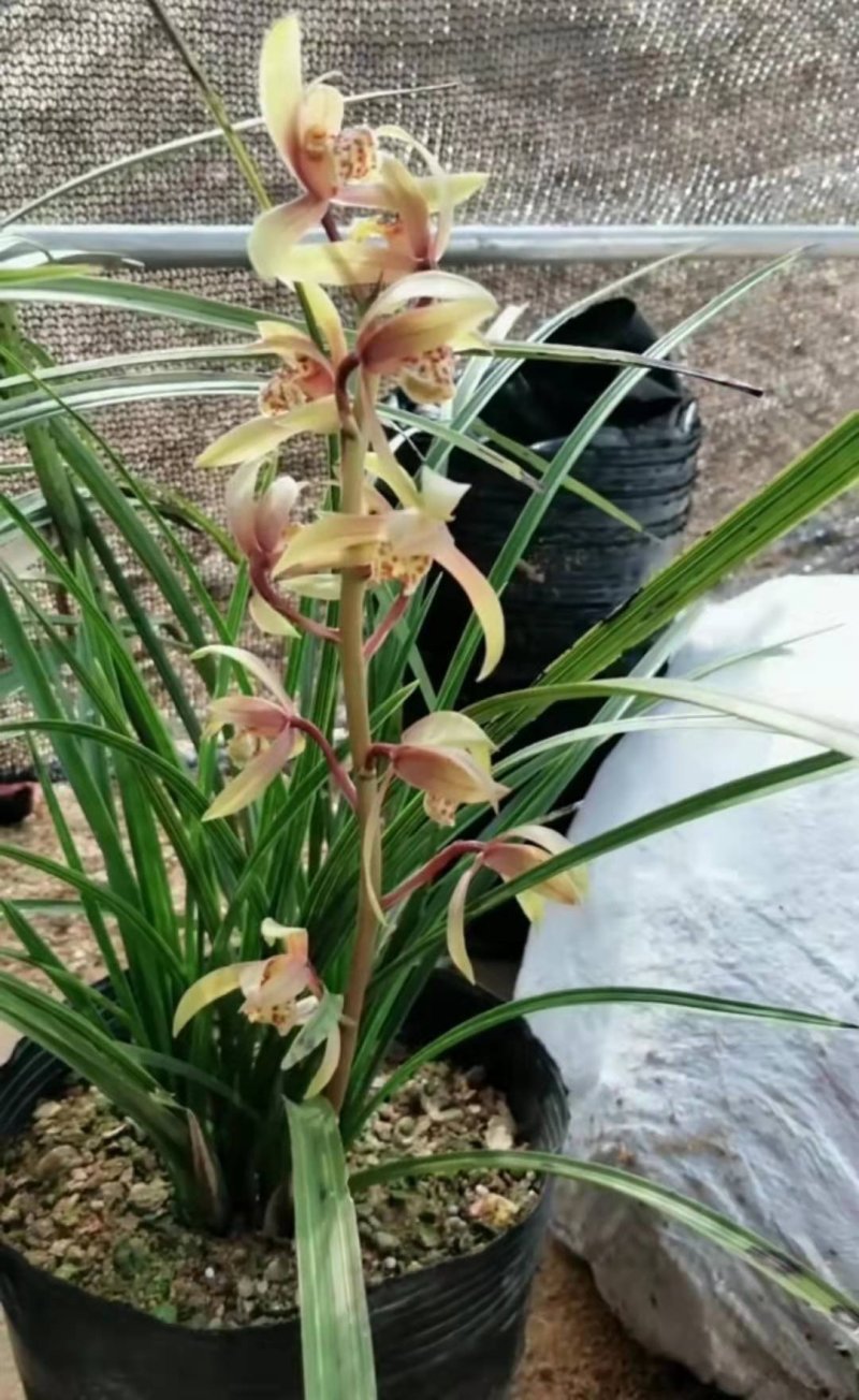 兰花蕙兰春兰盆景2～3年熟草开花浓香批发零售