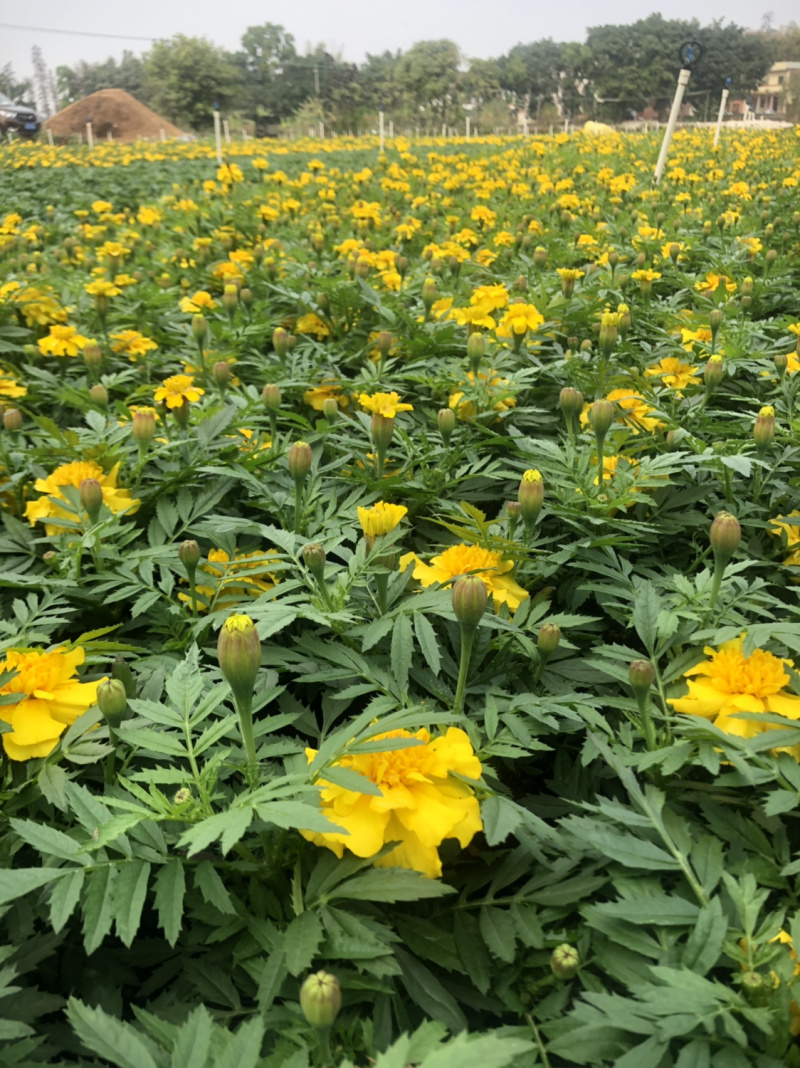 时花袋苗