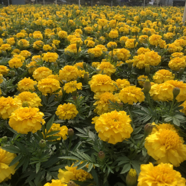 时花袋苗