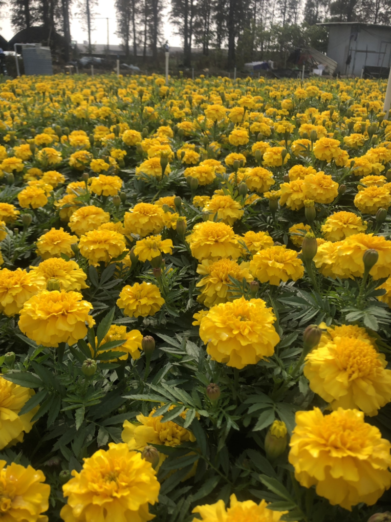 时花袋苗