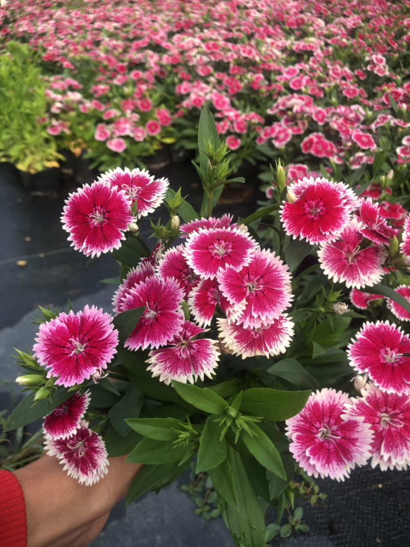 时花袋苗