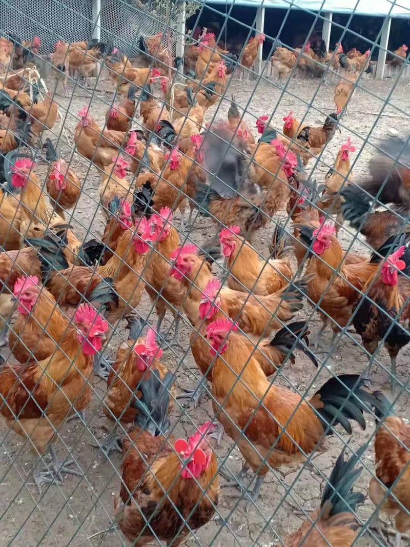 大红公鸡包防疫包成活包运输品种好，价格低。