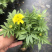 时花袋苗