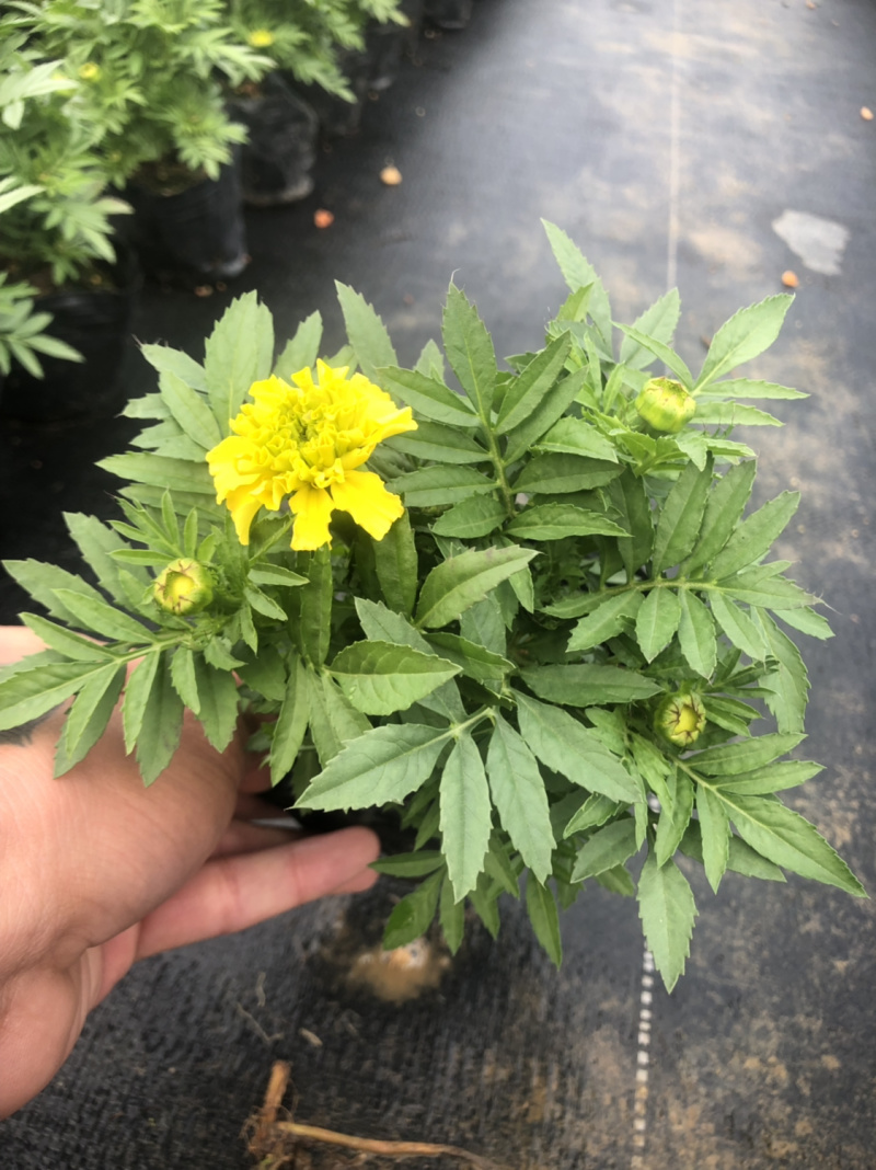 时花袋苗
