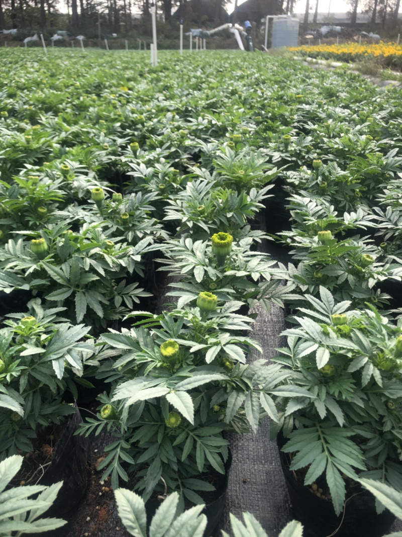 时花袋苗
