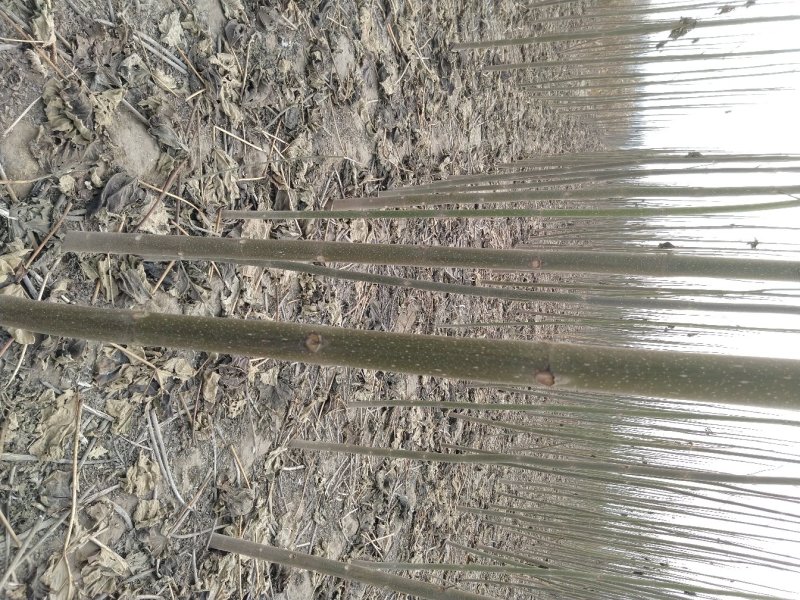 泡桐2-3-4-5-6公分速生泡桐树2-20公分