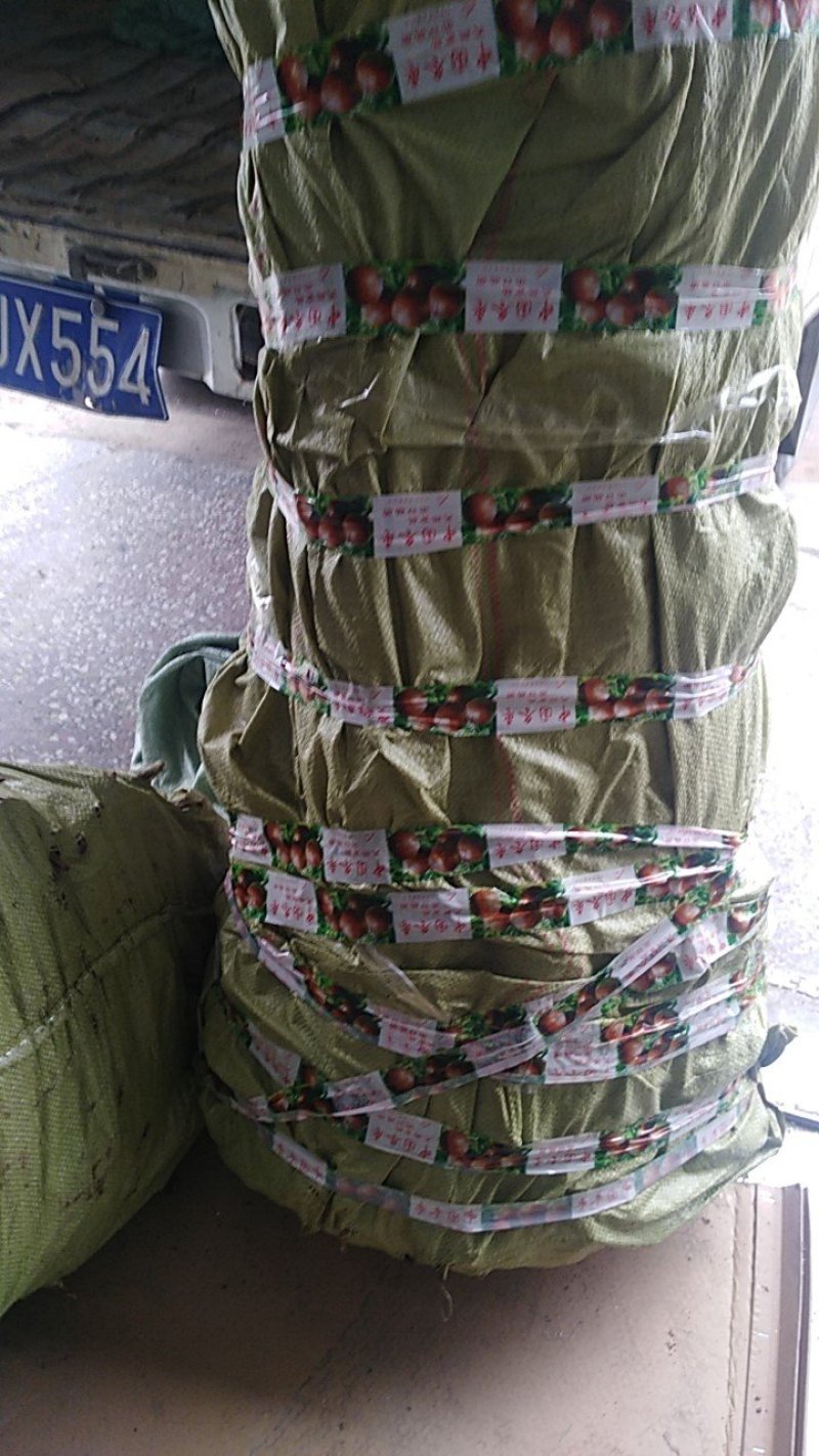 玉露香梨树苗，红香酥梨树苗，保品种，保质量，假一赔万