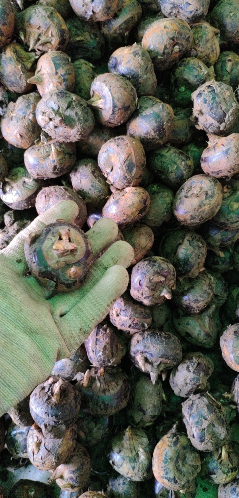 荸荠大量出售有意者联系看货