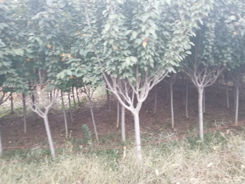 樱花苗批发优质晚樱树苗出售各种规格樱花树批发
