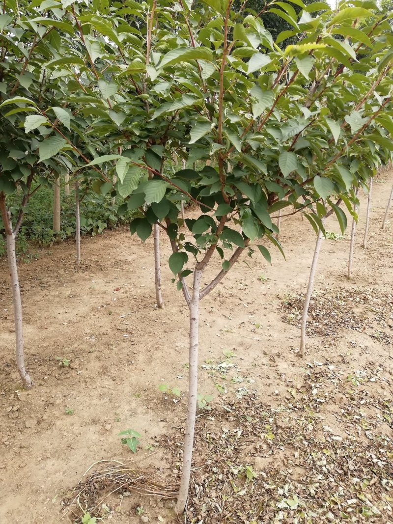 樱花苗批发优质晚樱树苗出售各种规格樱花树批发