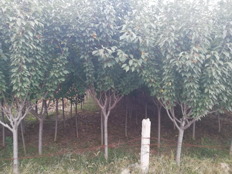 樱花苗批发优质晚樱树苗出售各种规格樱花树批发