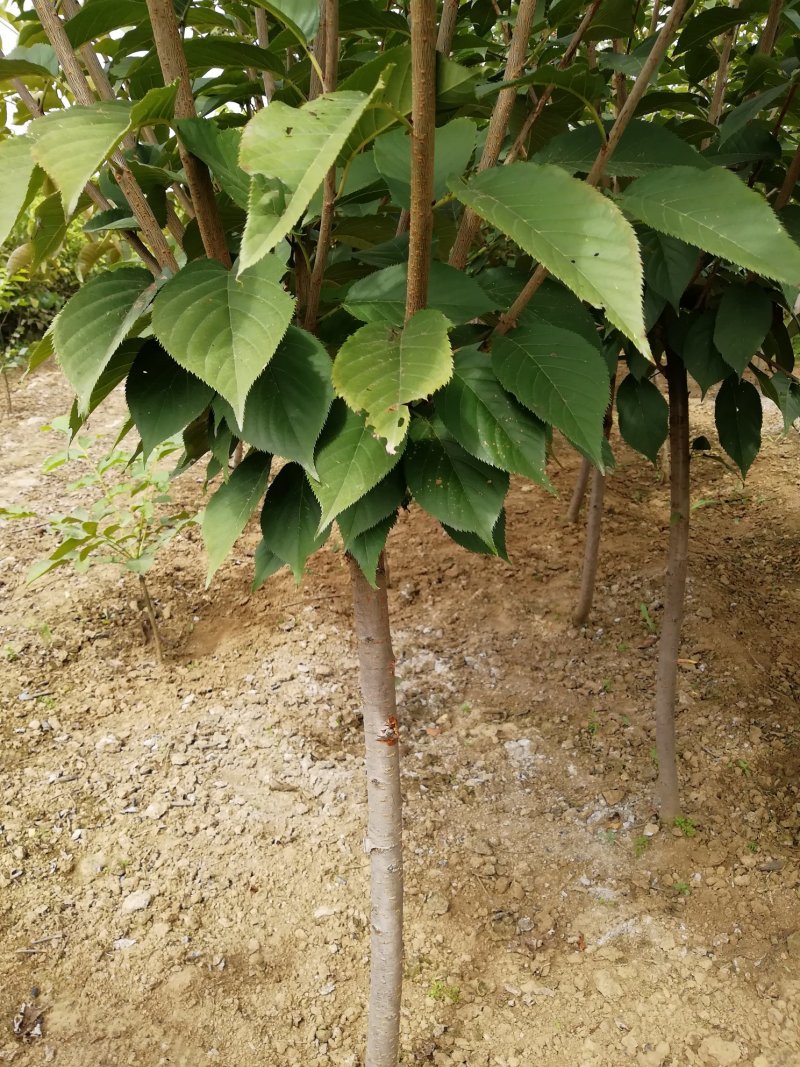 樱花苗批发优质晚樱树苗出售各种规格樱花树批发