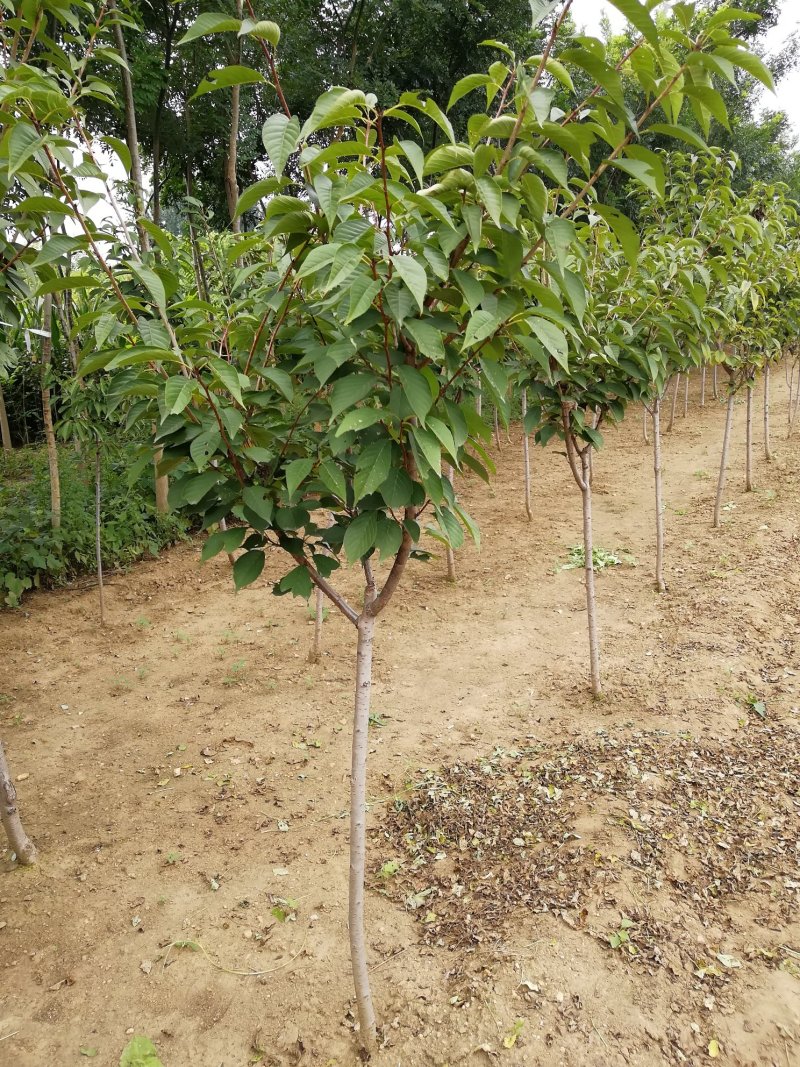 樱花苗批发优质晚樱树苗出售各种规格樱花树批发