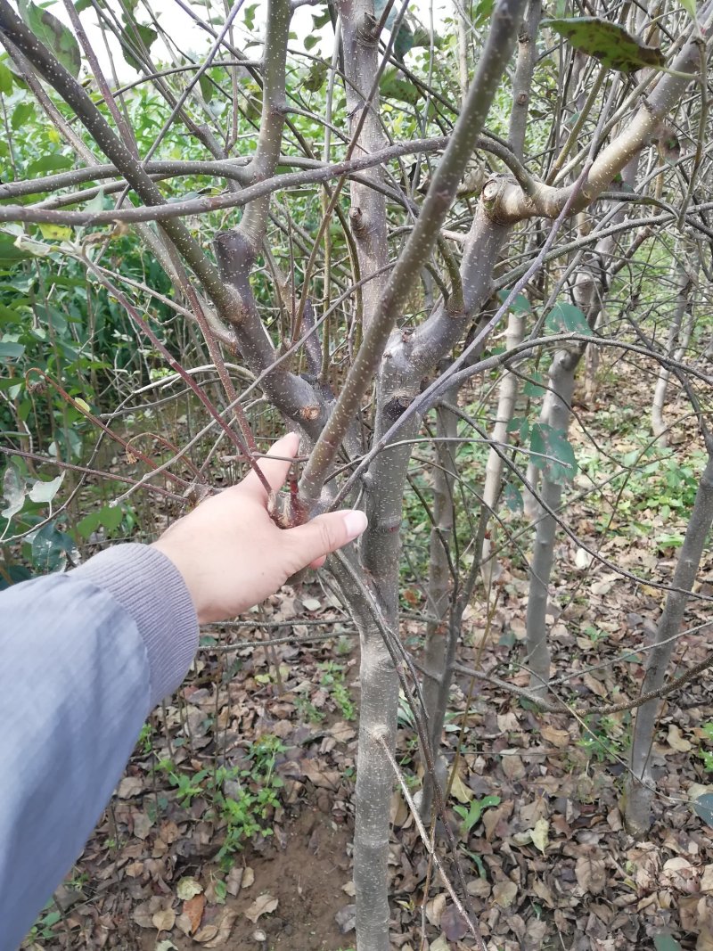 海棠苗西府海棠苗批发供应北美海棠树苗各种规格海棠