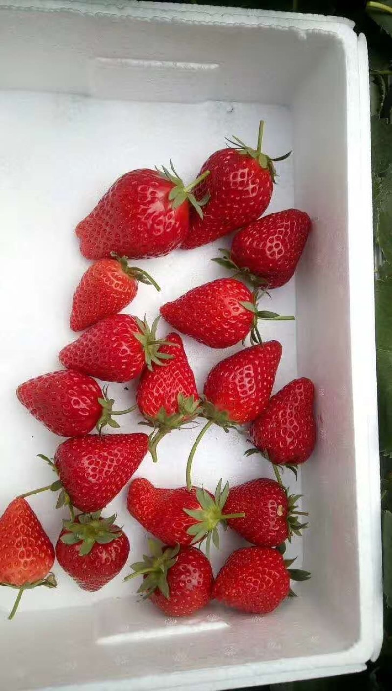 甜查理草莓苗20~30cm包邮发货产量高草莓苗