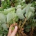 甜查理草莓苗20~30cm包邮发货产量高草莓苗