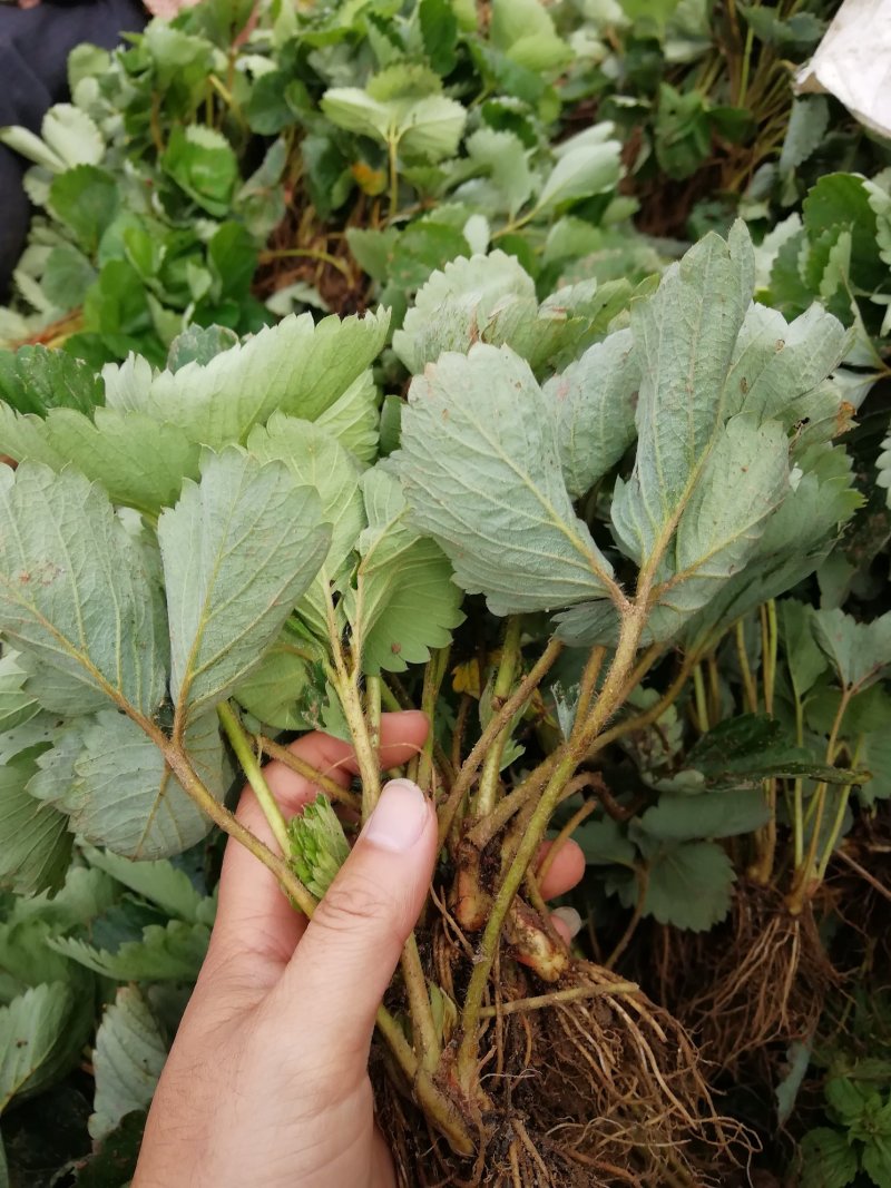 甜查理草莓苗20~30cm包邮发货产量高草莓苗