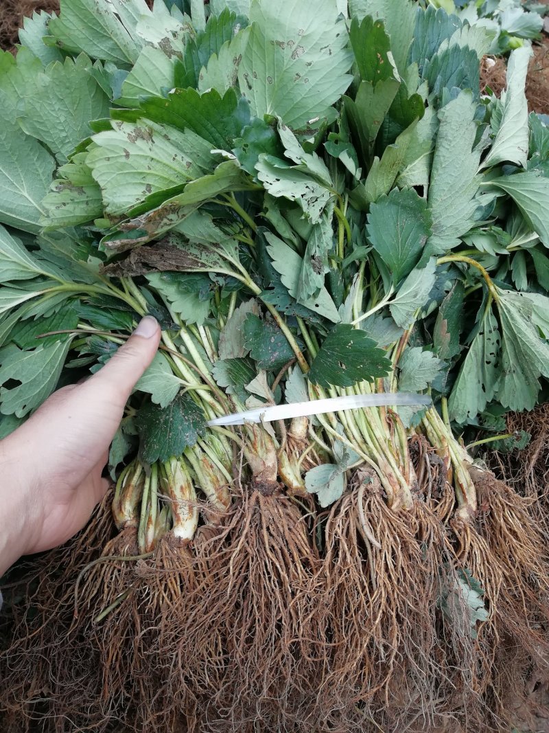 甜查理草莓苗20~30cm包邮发货产量高草莓苗
