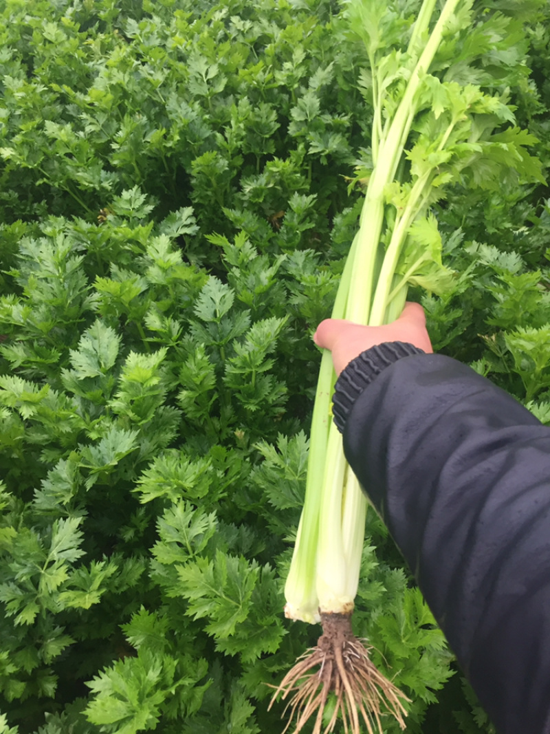 河南暖棚芹菜大量上市求合作