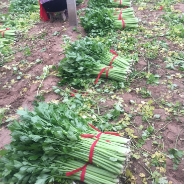 河南暖棚芹菜大量上市求合作