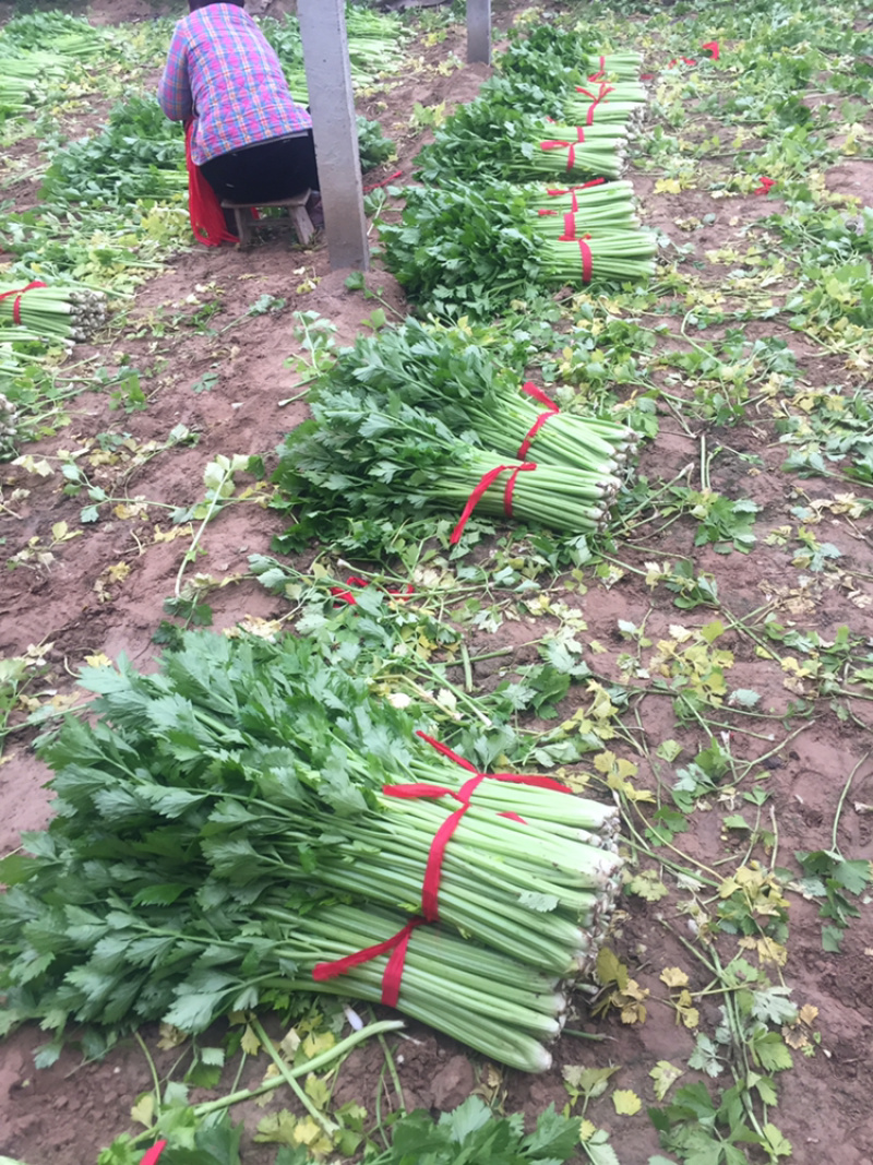 河南暖棚芹菜大量上市求合作