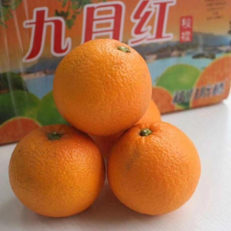九月红脐橙苗品种纯正，可签合同，自有苗圃，自产自销