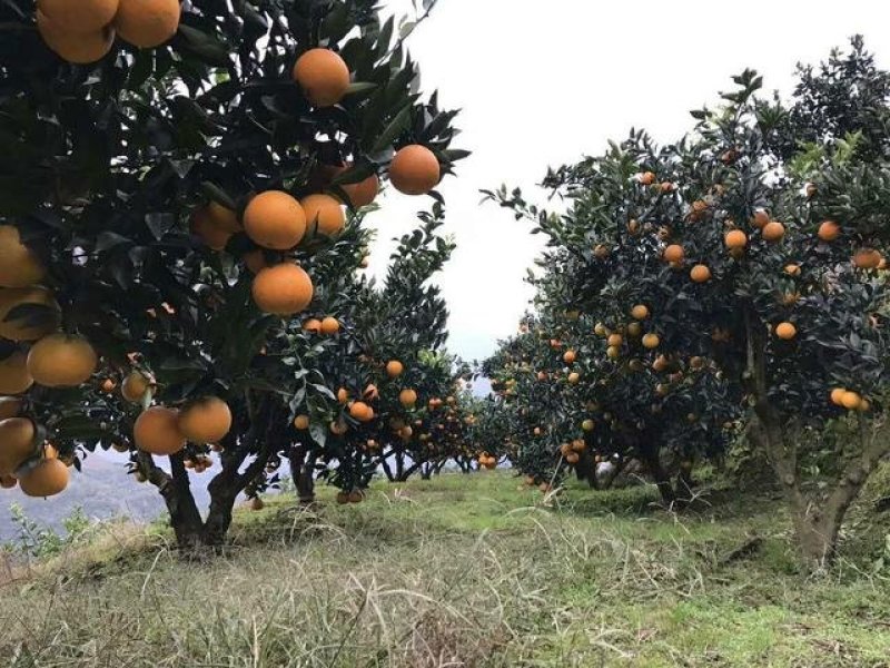 九月红脐橙苗品种纯正，可签合同，自有苗圃，自产自销